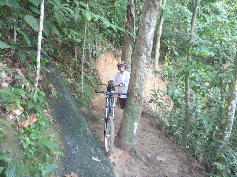 Rubber trees and tight track