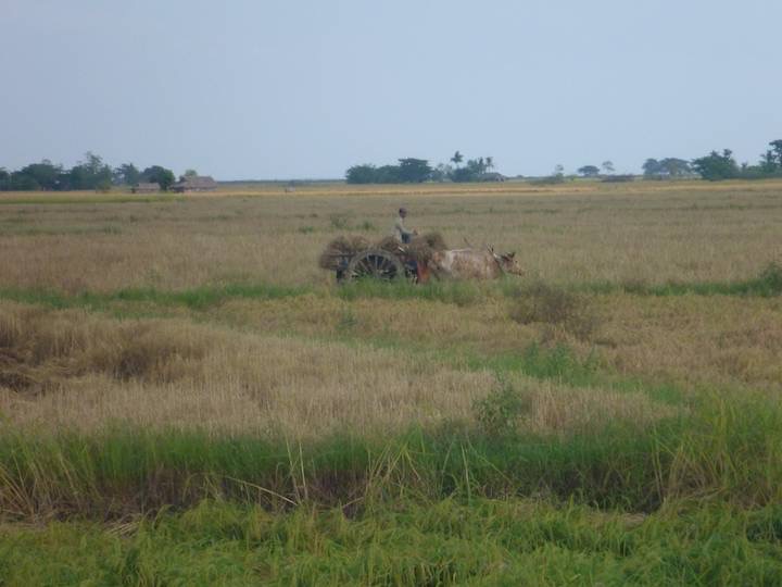 A bullock cart collecting hay from the field