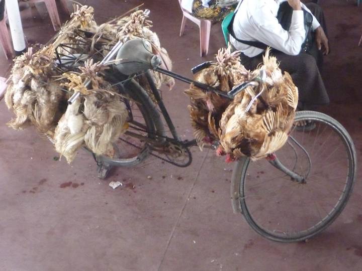 A bike load of live chooks