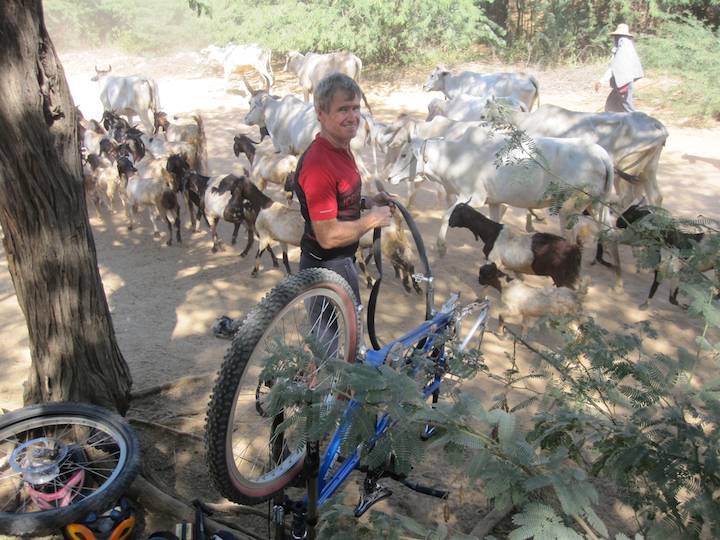 Gary watching the continual parade of goats and bullocks on their way to pasture.