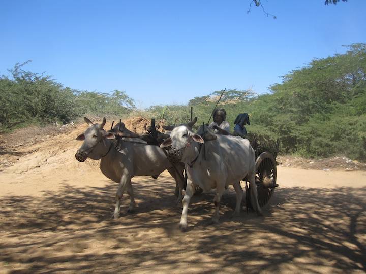 Bullock drays are a much used piece of farm equipment. Here they are carrying the feed home.