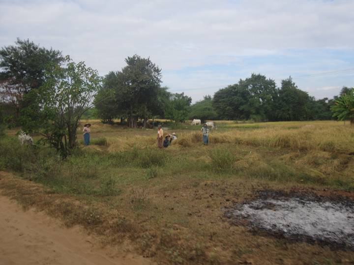 Working in the fields