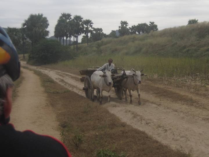 We pass&eacute;d many bullock drays and they made the track loose and dusty.