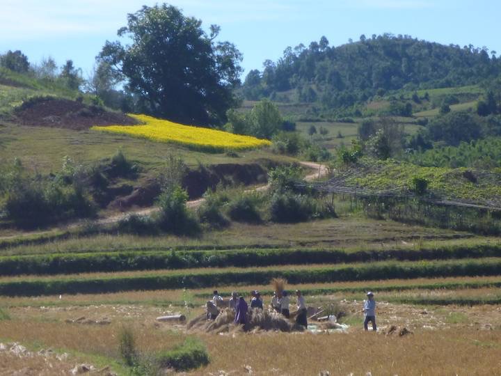 The ride was threshed in the fields.