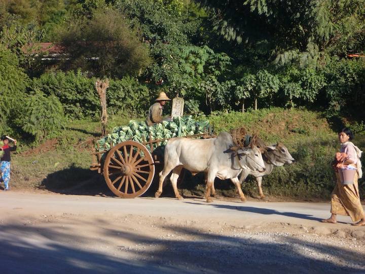 A loaded bullock cart