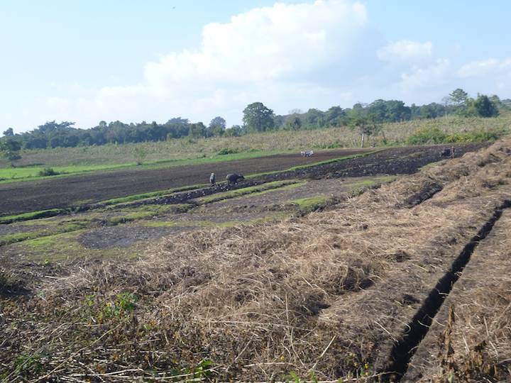 The rural scenery. Bullocks tilling the field in the early morning.