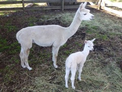 Alpaca_baby&#38;Mum-P1050836-2014-04-15at09-15-19