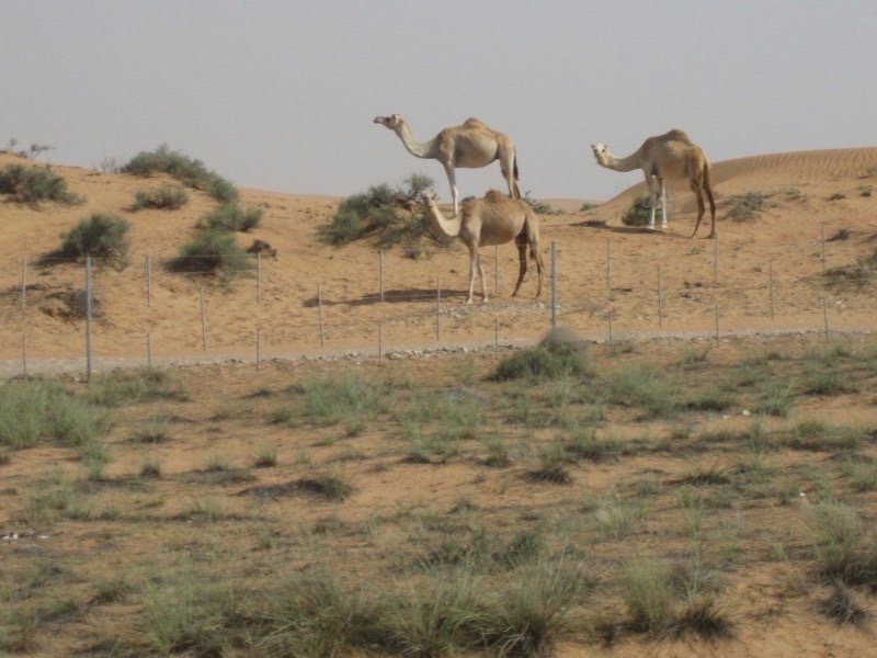 <p style="text-align:center;"><span style="font-size:11px; color:#404040;">Camels</span></p>